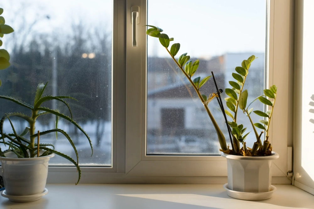 Biały parapet z dwiema donicami z roślinami przy oknie